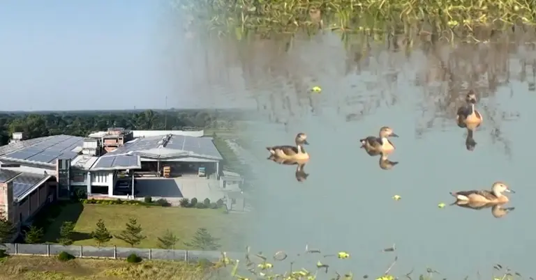 শিল্প কারখানা ও অতিথি পাখি